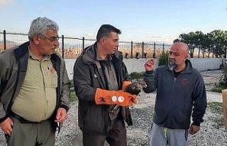 Çanakkale’de yaralı şahin koruma altına alındı