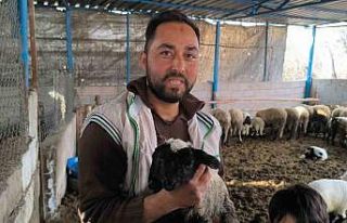 Çift başı ve 4 gözü ile doğan kuzu yaşama tutundu