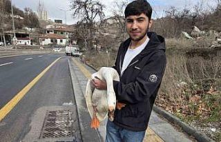 Çiftlikten kaçıp yola atlayan kaz sürücülere...