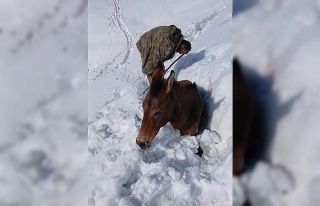 Dağda karda mahsur kalan katırlar kurtarıldı