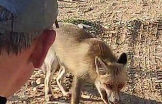 Dağda karşılaştığı tilkiyi çerezle besledi