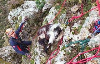 Dağda mahsur kalan keçi ekiplerce kurtarıldı