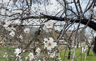 Datça’da badem ağaçları kış ortasında çiçek...