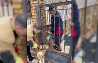 Demir korkuluklara sıkışan köpeği itfaiye kurtardı