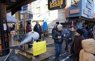 Dev Orkinos Erzincan’da olay oldu! Tezgâh önünde...