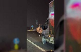 Deve kuşu, trafiği alt üst etti