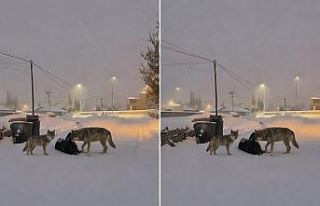 Diyadin’de kurtlar mahalle arasına indi