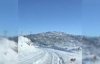 Diyarbakır’da aç kalan kurt ve domuz sürüsü...