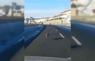 Diyarbakır’da ana yola inen bir kurt, uzun süre...