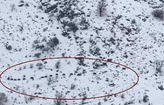 Diyarbakır’da sürü halinde gezen domuzlar görüntülendi