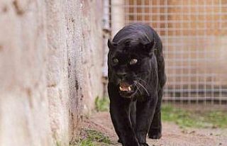 Doğal Yaşam Parkı’nın jaguarı Juliet yaşama...