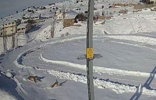 Doğanın kanunu gözler önüne serildi, vaşağın...