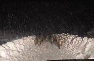 Domuz sürüsü yol açma çalışması yapan ekibin...