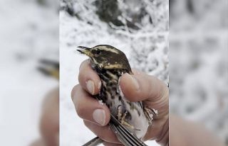 Donmak üzere olan kuşu aracına alarak ısıttı