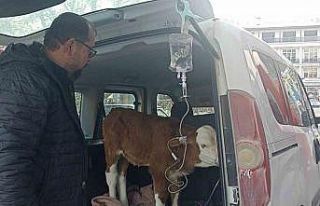 Dumandan zehirlenen 6 günlük buzağıya bagajda...