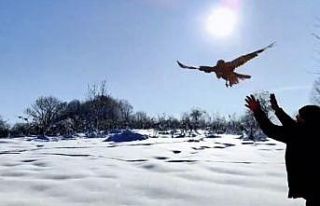 Düzce’de 211 yaban hayvanı doğaya salındı