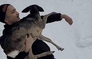 Düzce’de yaralı halde bulunan yavru karaca koruma...