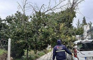 Edirne’de fırtına ağaçları devirdi