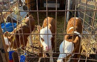 Edirne’nin Orhaniye köyünde üçüz buzağı dünyaya...