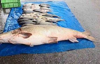 Elazığ’da 52 kilogram ağırlığında turna yakalandı