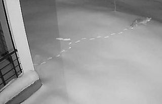 Elazığ’da aç kalan yaban hayvanları köye indi