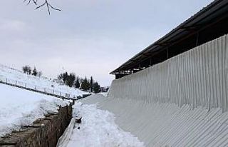Elazığ’da ahırın tavanı çöktü
