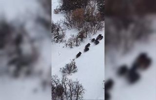 Elazığ’da domuz sürüsü dron ile görüntülendi