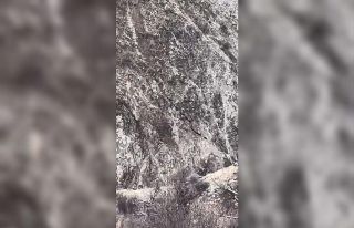 Elazığ’da domuz sürüsü görüntülendi