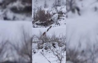Elazığ’da kurt sürüsü görüldü