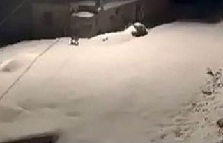 Elazığ’da nesli tükenmekte olan vaşak ailesi...