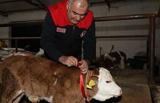 Elazığ’da yılın ilk buzağısına "Bereket"...