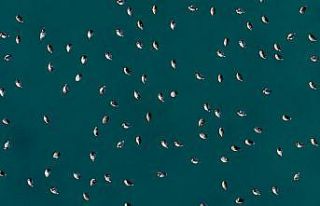 Elmabaş patka ördekleri Salda Gölü’nde havadan...