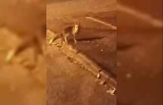 Elmadağ’da aç kalan tilkiler şehir merkezine...