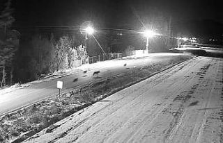 Ereğli’de kurt sürüsü görüntülendi