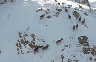 Erzincan’da dağ keçileri karlı arazide yiyecek...