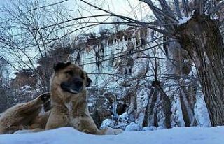 Erzincan’da doğa dondu, Girlevik Şelalesi buz...
