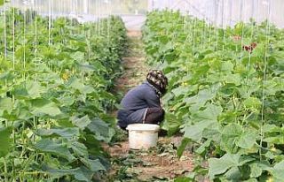 Erzincan’da kadın çiftçilere yüzde 50 hibeli...