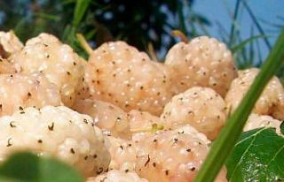 Erzincan’da kapama dut bahçesi kurulacak: Üreticiye...