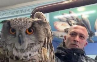 Erzincan’da soğuktan bitkin düşen baykuş vatandaşların...