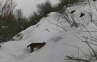 Erzincan’da vaşaktan kurda yaban hayatı kayıt...