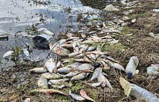 Eyüpsultan’da gölette yosun patlaması: Çok sayıda...