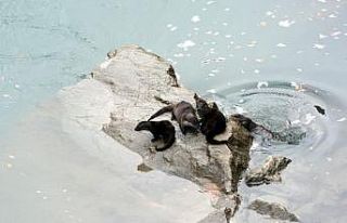 Fırat Nehri’nde 4 su samuru görüntülendi