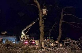 Fırtına çam ağacını devirdi