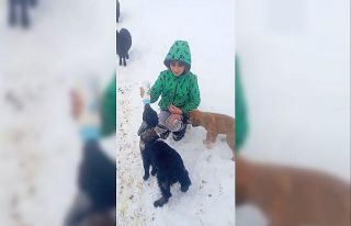 Fırtınada kaybolan kuzu 3 gün sonra sağ bulundu