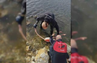 Flamingoya hayat veren kurtarma operasyonu