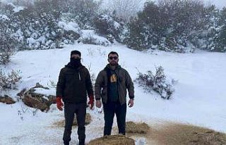 Gaziantep’te karlı havada aç kalan yaban hayvanları...