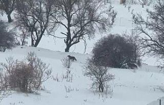 Gercüş’te aç kalan kurtlar, şehir merkezine...