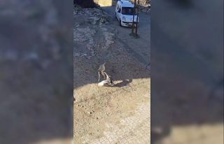 Gercüş’te köpek ile kazın kavgası kameraya...