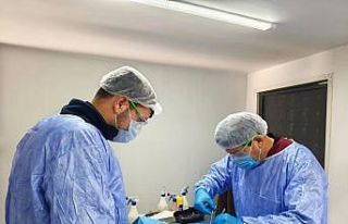 Germencik Belediyesi sokak hayvanları için kısırlaştırma...