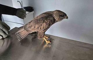 Germencik Belediyesi yaralı şahini tedavi etti